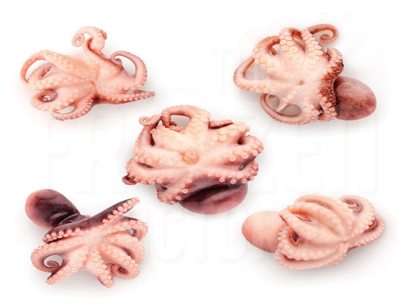 Frozen Baby Octopus 冷冻小章鱼 (11-15PCS±)