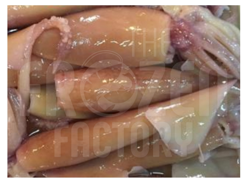 Frozen Squid 3L (You Yu) 速冻水发鱿鱼 (550G+-)     