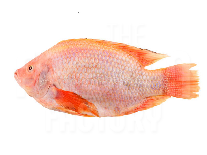 Sea Water Tilapia 海水尼罗红