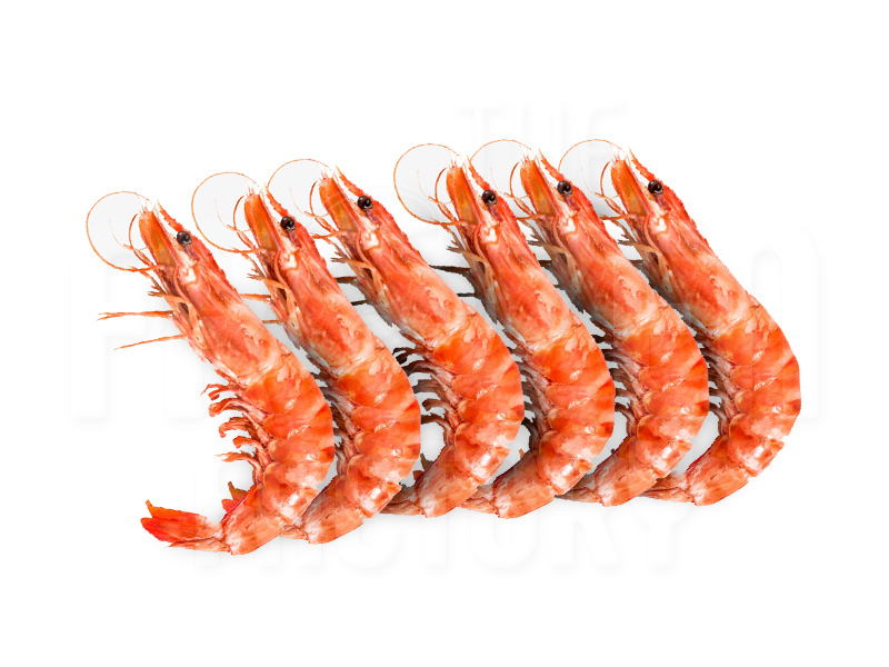 Shrimp