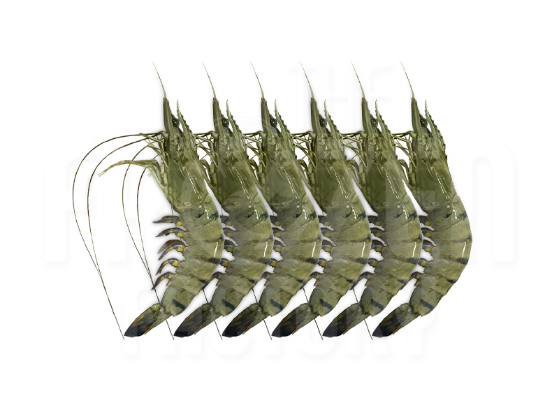  Frozen Raw Black Tiger Prawn 31/35, 16/20, 13/15 (700G) 速冻鲜老虎虾