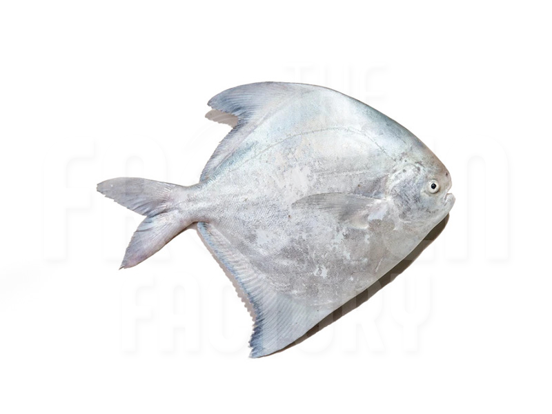 Chinese Pomfret  (M) (B) - Whole 冷冻斗鲳  (800G±) (1KG±)